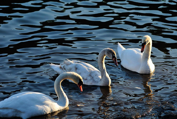 �����ɔ�����