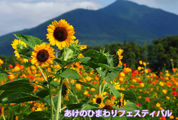 �����̂Ђ܂��t�F�X�e�B�o��