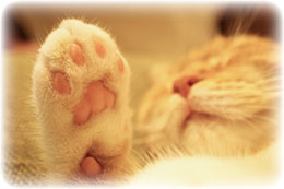 �C���[�W�摜