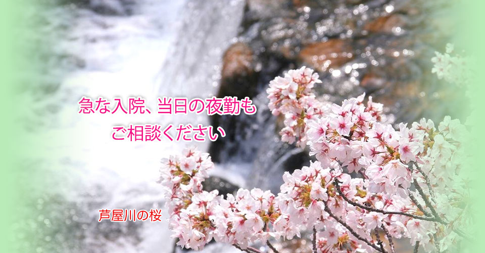 兵庫県芦屋市　芦屋川の桜