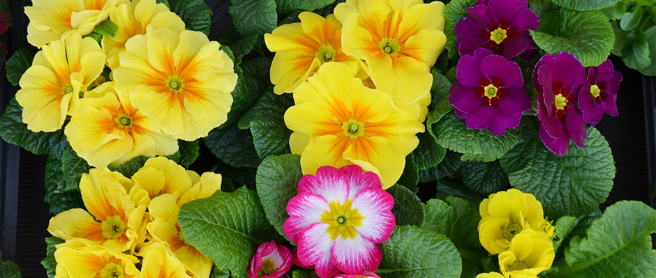 寺迫デイサービスセンター