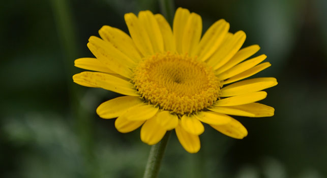 デイサービス マホロバ